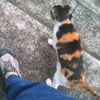 クッションカバー