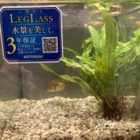 注意報
