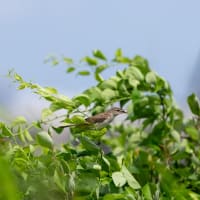 鳥見散歩：ダイシャクシギ、ミサゴ、オオヨシキリ