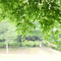 ７月のはじまりは梅雨らしい曇天。