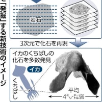 北海道大学などのチーム：地上で恐竜が繁栄していた約１億年前の白亜紀の海底地層から、イカの小さな化石を大量に発見