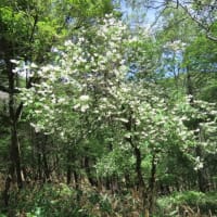 高ボッチ高原・鉢伏山で最近咲いている花　バイカウツギ （梅花空木）