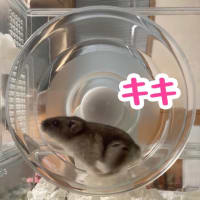 もう一つのレスキュー