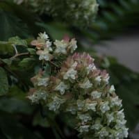 気温が上がる前に。