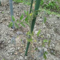 トマトの定植
