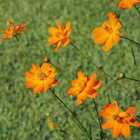 大船FC～夏の花散歩