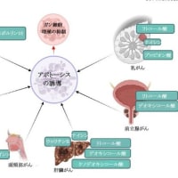 がんの発症と治療における重要な腸内微生物代謝産物の役割