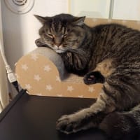 猫とワイン