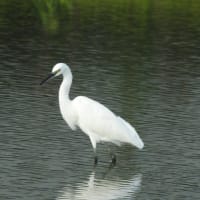 リハビリと野鳥２