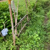 退院して4日目　すこーし動こうか