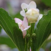 庭の花