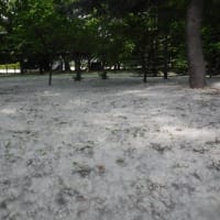 近代美術館の庭は雪景色！？