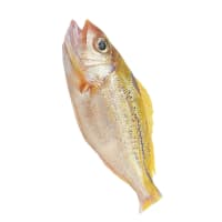 魚を食べるTokyo2072 眠るTokyo2072 枯山水のTokyo2072 朝顔 昼顔 夕顔 へちま 風船かずら ホオズキ キキョウ 葉の化石 シンプルテストイズベスト シンプルシンキングライフ