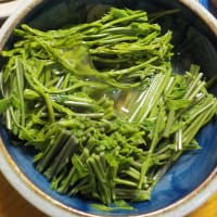 木の芽の季節到来
