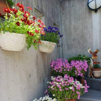 お友達家のお花