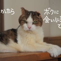続きは、はてなブログで。