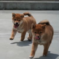 新しい飼い主さん募集中！オーナー募集中！3月30日生　オス