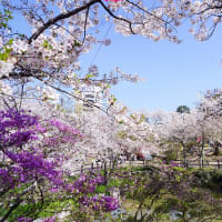 津市「偕楽公園の桜」見てきました～(^^)