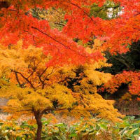 山田池公園のメタセコイヤ、モミジ、カヤ、ポプラの紅葉