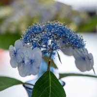 紫陽花めぐり。