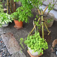 庭木を植えました