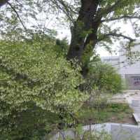 水曜午後5時の中土橋通：ドウダンツツジが白い花を付けていました。
