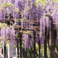 皐月の立夏　羽生・大天白神社の藤棚