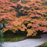 禅林寺（永観堂）の紅葉
