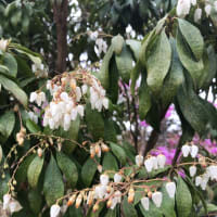 4月〜5月にかけての植物です。