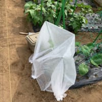 メロン、根から枯れる！　即座にリベンジ！