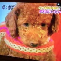 ノン太の命日🐶