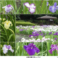 花しょうぶ