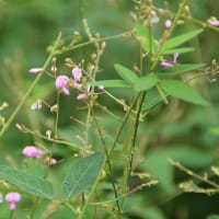 柵の隙間からハギの花