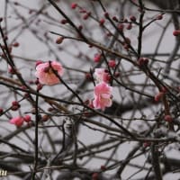 「本鏡山常福寺」梅が開花の兆し！！