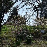 オカメザクラ・春めき桜狩り　神奈川県鎌倉市　日比谷花壇大船フラワーセンター（２）オカメザクラは見頃過ぎ、春めき桜は見頃です