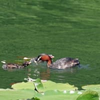 カイツブリの撮影