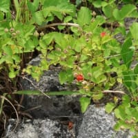 秋吉台に生きる野草