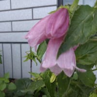 ２８．６℃窓開け雨曇り