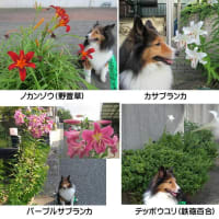 小次郎と夏の草花－スカシユリ（透百合）－