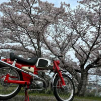 桜とスポーツカブ2024