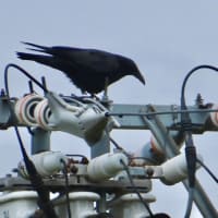 カラスの営巣、後日談です♪