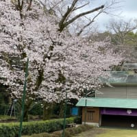 夜桜とお寿司と弓のお稽古