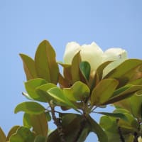 泰山木の花見納め