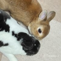 ないしょ話し