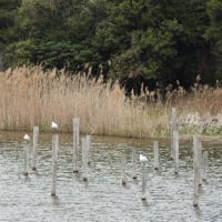 東京・葛西臨海公園 Kasai Marine Park, Tokyo, April 6, 2025