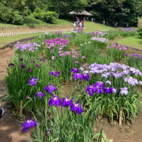 花菖蒲