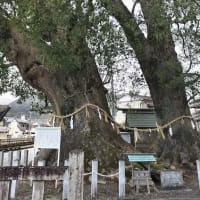 尾鷲神社のクスノキ