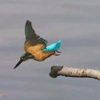 カワセミの飛翔３