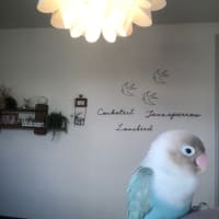 我が家のボタン🦜
