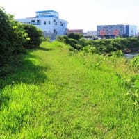 石津川沿い～高橋から毛穴大橋～
